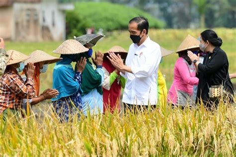 Presiden Ingin Pastikan Produksi Padi Mencukupi Kebutuhan Rakyat