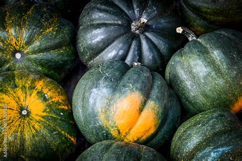 Kürbis Black Kat Acorn Cucurbita pepo Speisekürbis Herbst