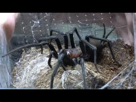 Harmonicon Oyapoqueae The Devil Curtain Web Spider Rehouse And Care