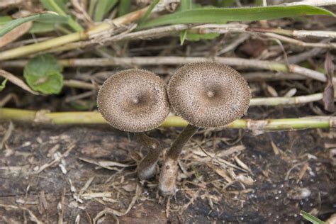 Lentinus Arcularius Batsch Zmitr Colombian Fungi Made Accessible