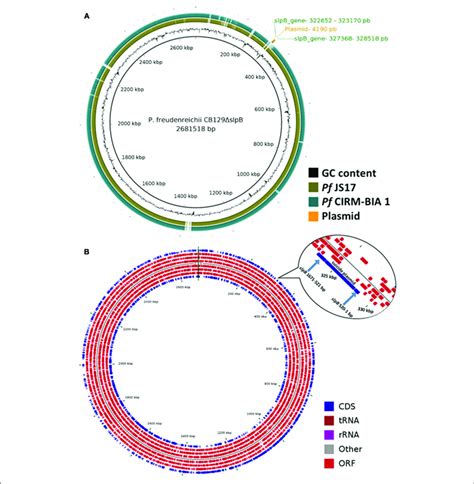 Comparative Genomic Map Generated With Brig And Map Of Circular Download Scientific Diagram