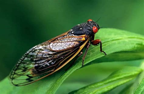 Do Squirrels Really Eat Cicadas How Do Squirrels Catch Cicadas