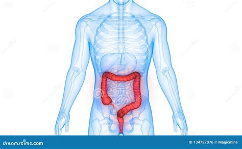 Human Body Organs Digestive System Large Intestine Anatomy Stock