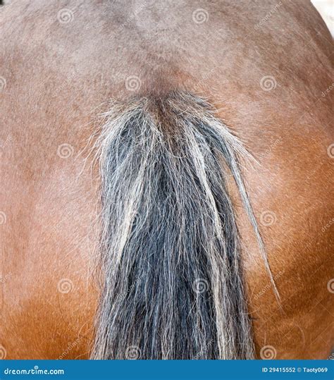 Braided horse tail stock photo. Image of brown, competition - 29415552