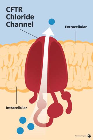 Membranes Ii Biology Visionlearning