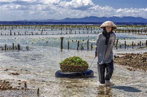 Farming More Seaweed For Food Feed And Fuel Maritime Fairtrade