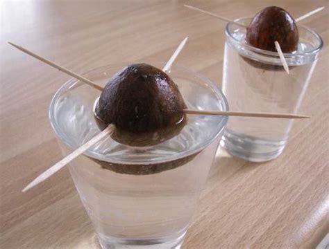 Come Piantare Un Avocado Idee Green