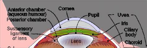 Schematic Of Human Eye With The Iris Labelled At Upper Right See