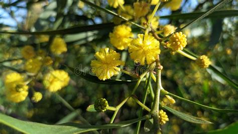 Willow Acacia Acacia Saligna A Plant Species From The Genus Acacia Of