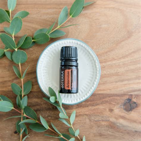 Arborvitae Oil Uses And Benefits DoTERRA Essential Oils DoTERRA