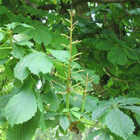 Aesculus Hippocastanum Baumannii In Victoria Park