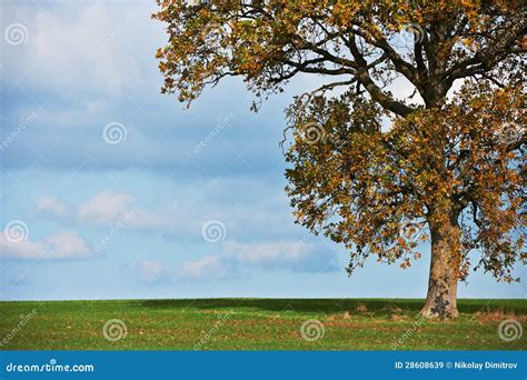 Oak Tree In Fall Stock Image Image Of Farm Countryside