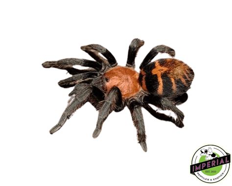 Guatemalan Tiger Rump Tarantula Davus Pentaloris For Sale Imperial