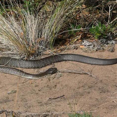 Tiger Snake - Facts, Diet, Habitat & Pictures on Animalia.bio