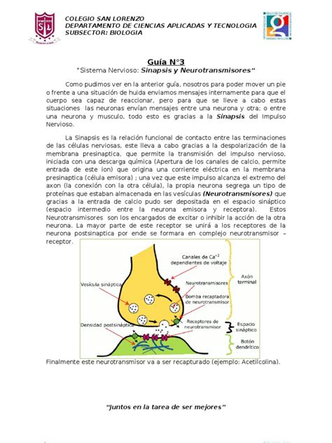 Guia 3 Sinapsis Y Neurotransmisores