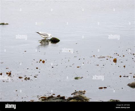 Norwick Beach Unst Isle Shetland Uk Stock Photo Alamy