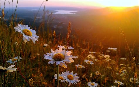 Sunrise On A Hillside Wide Wallpaper 600316