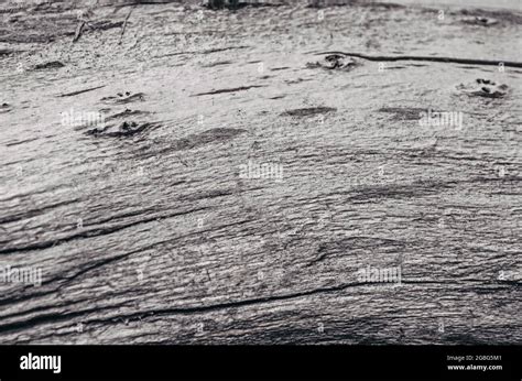 Tree bark texture isolated on white, oak wood background Stock Photo ...