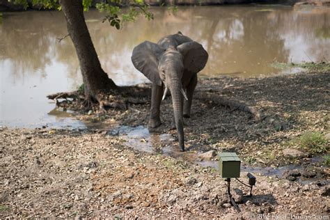 Capturing Elusive Animals With Camera Trap Wildlife Photography | Fstoppers