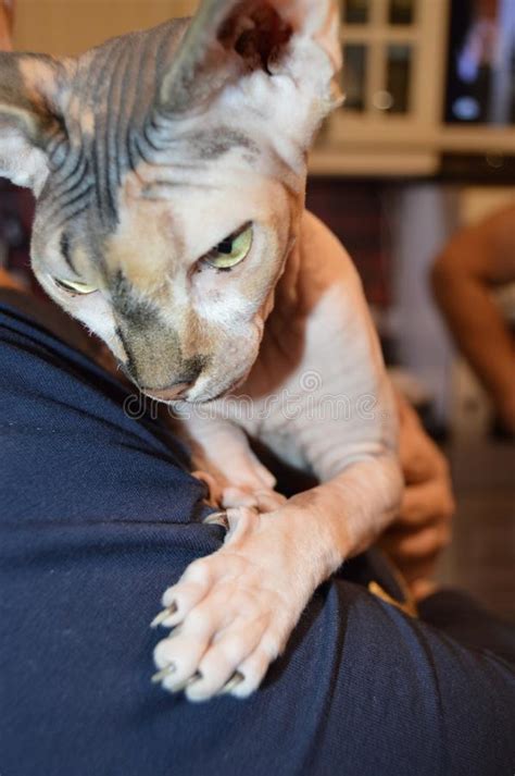 Raza De Gato Sin Pelo Al Desnudo Sphinx Felizmente Sentado En Los