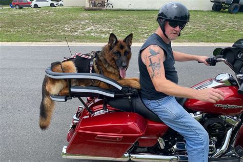 Motorcycle Dog Carrier for Sharing the Ride with Your Big Dog