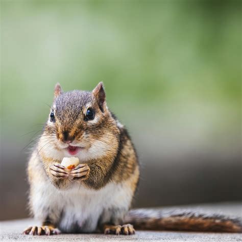 Funny Squirrel Nuts Pictures