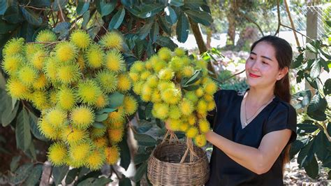 Have You Ever Taste Yellow Rambutan Harvest Yellow Rambutan In My