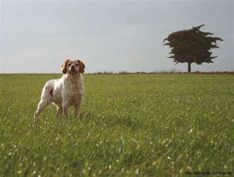 Chien Epagneul Breton Tr Ch Herak De La Plaine Marat