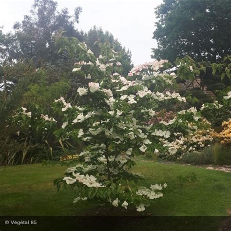 Cornus Kousa Venus Cornouiller Du Japon