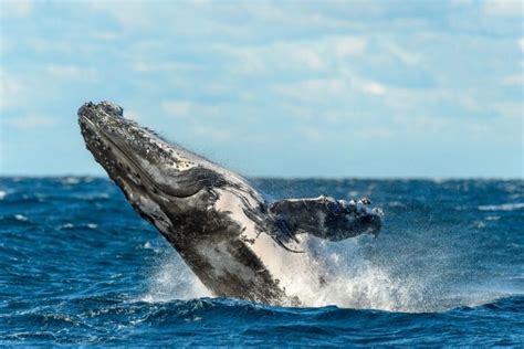 Sydney Whale Watching Cruise - How much Does it Cost? - TourScanner