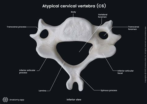 Cervical vertebrae | Encyclopedia | Anatomy.app | Learn anatomy | 3D ...