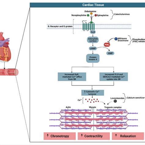 Graphical Representation Of The Intracellular Signaling Cascade