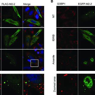 M2 2 Does Not Colocalize With G3BP1 And Stress Granules Expression Of