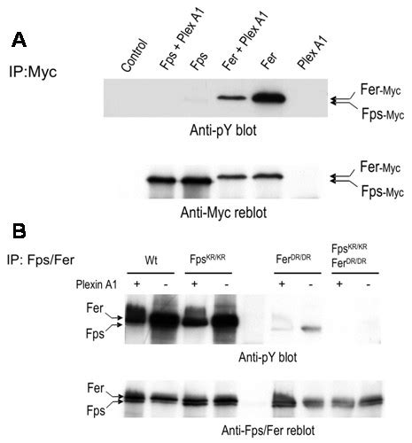 PlexinA1 Inhibits In Vivo And In Vitro Fps And Fer Autophosphorylation