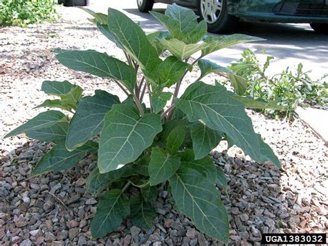 Factsheet Datura Stramonium Common Thorn Apple