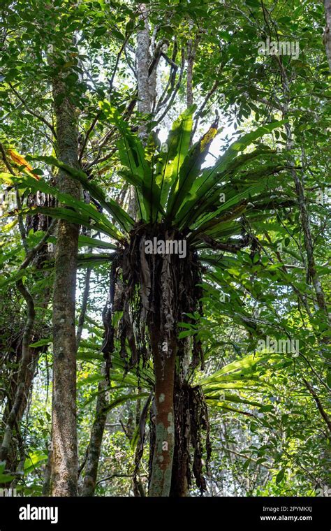 The Lush Foliage Of Madagascars Mantadia Rainforest Plant Epiphyte