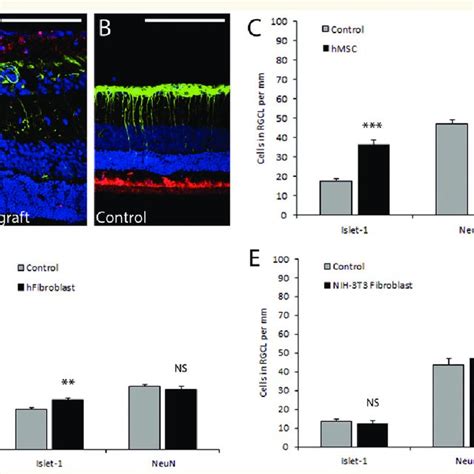 Retinal Ganglion Cell Neuroprotection By Human Mesenchymal Stem Cells