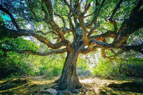 Large Oak Tree With Twisted Branches On The Path To The Cove Cala