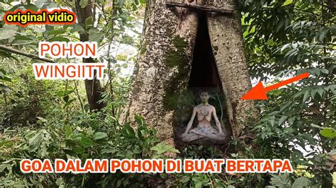 Goa Dalam Pohon Tempat Bertapa Manusia Jaman Dulu Pohon Wingiitt