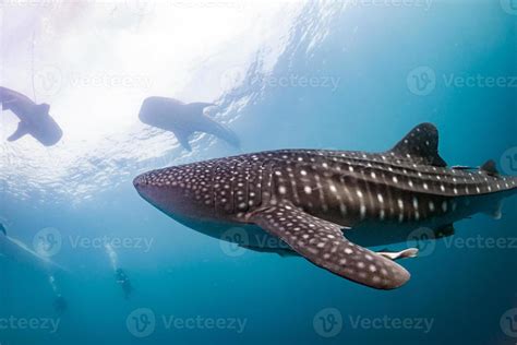 Whale Shark coming to you underwater 12249918 Stock Photo at Vecteezy