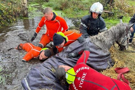 Les Pompiers De L Oise Sauvent Un Cheval De Ans Tomb Dans L Eau