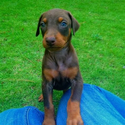 This Is Charlee My Red Doberman Sweetest 5 Week Old Puppy Ive Ever