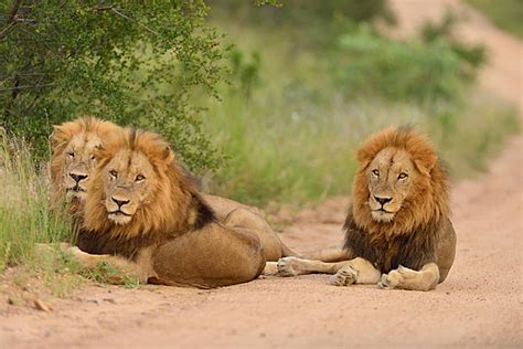Lion Wilderness Background Images Hd Pictures And Wallpaper For Free