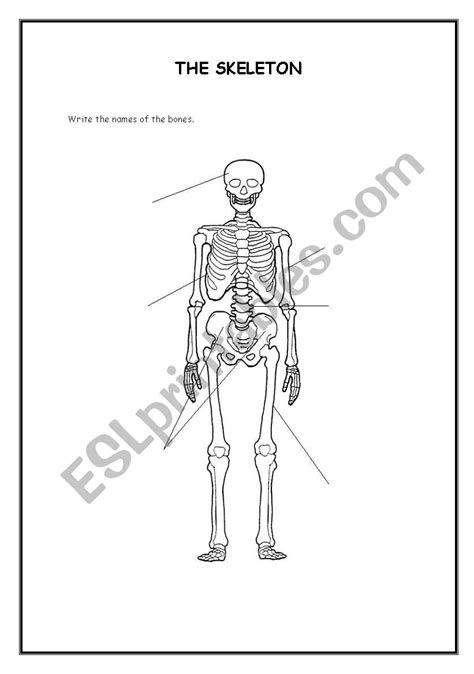 English Worksheets The Skeleton