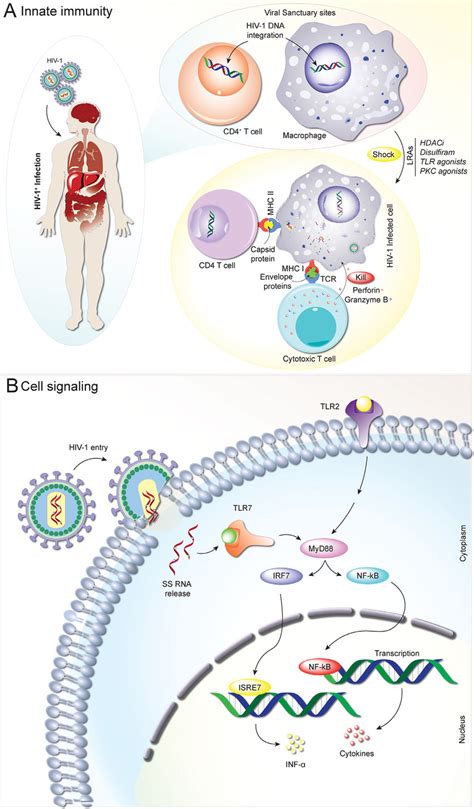 Innate Immunity And Antiretroviral Activities Upon Hiv Infection