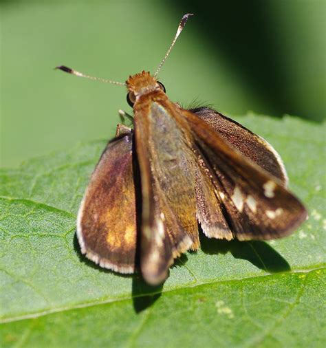 Mouth Butterfly Photograph by Gerald Kloss - Pixels