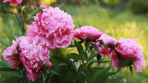 Pink Peony Plant