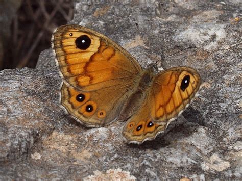 Lasiommata Maera Linnaeus 1758 Large Wall Brown Flickr