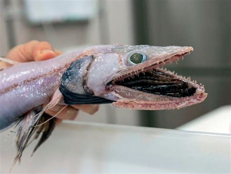 CSIRO scientists examine 42,000 ugly fish from deep sea | Metro News