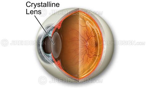 Crystalline lens medical illustration - #AN0032